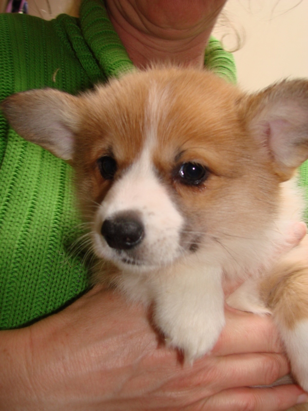 Puppies